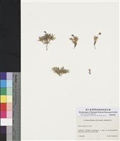 藏品(羅盤蠅子草)的圖片